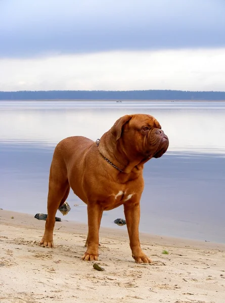 Bordeauxdog in de buurt van lake — Stockfoto