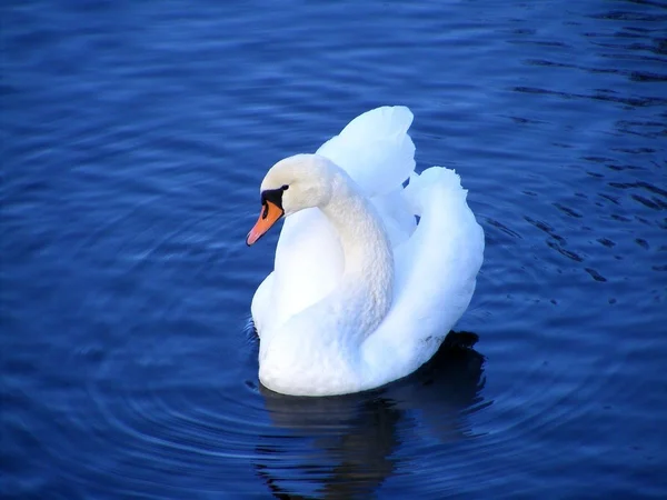 stock image White swan on the water