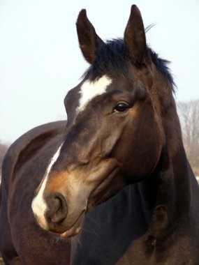 Black horse with white stripe portrait clipart