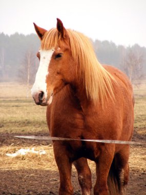 palomino ağır at portresi