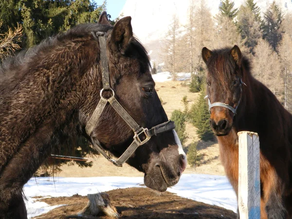 Black horse looking at the brown furry pony — Stock Photo, Image