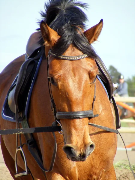 Bay horse with brdile ans saddle — Stock Photo, Image