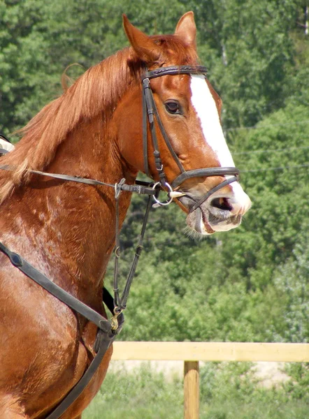 Kastanj häst porträtt — Stockfoto