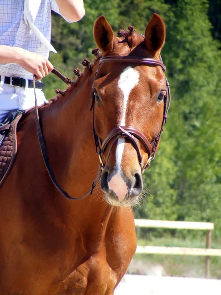 Portrét koně chestunt — Stock fotografie