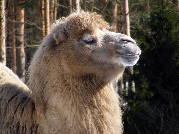 Бактрийский верблюжий портрет — стоковое фото