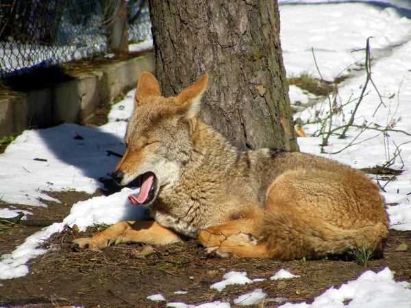 Coyote sbadigliante — Foto Stock