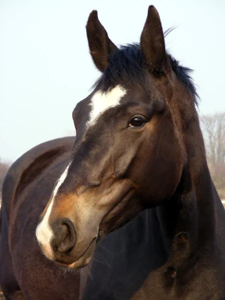 Cavalo preto com retrato de listra branca — Fotografia de Stock