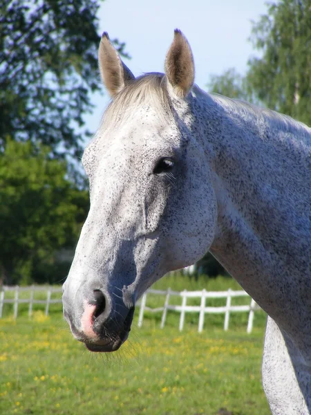 Vita hästen stående — Stockfoto