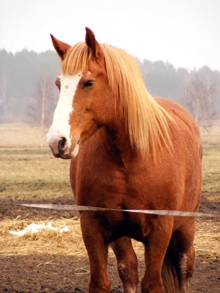 Porträt des schweren Pferdes Palomino — Stockfoto