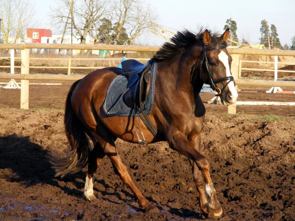 Cavalo castanho cantering — Fotografia de Stock