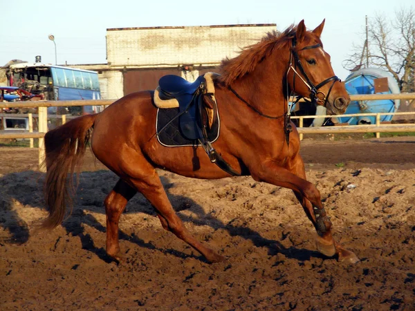 Gesztenye ló fut — Stock Fotó