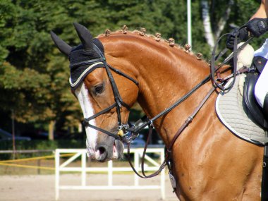 Chestnut sport horse with bridle clipart