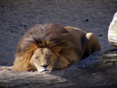 Sleeping lion clipart