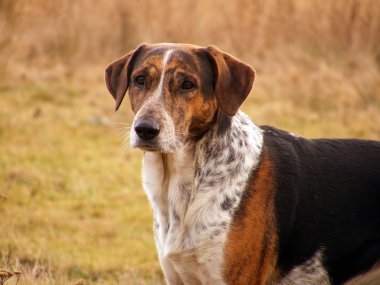 karışık cins köpek portre