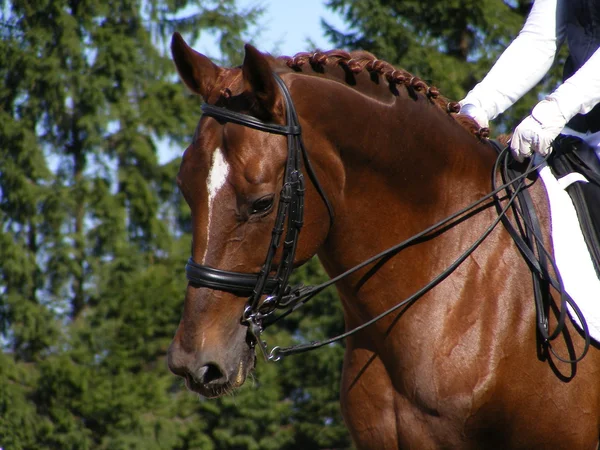 Brązowy sportowego konia z uzda — Zdjęcie stockowe