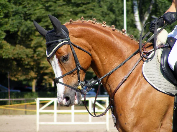 Kastanje sport paard met hoofdstel — Stockfoto