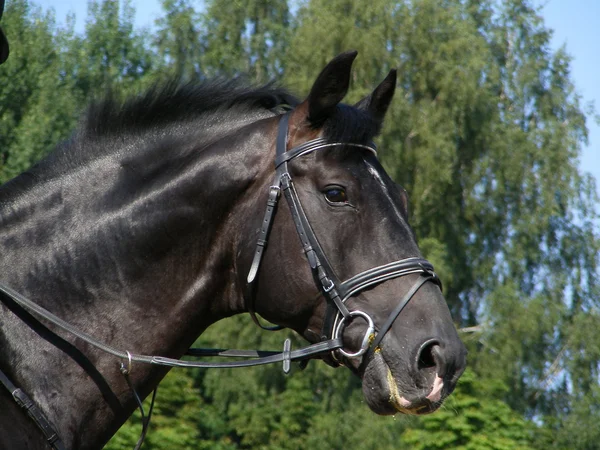 白のストライプと手綱の肖像画を持つ黒い馬 — ストック写真