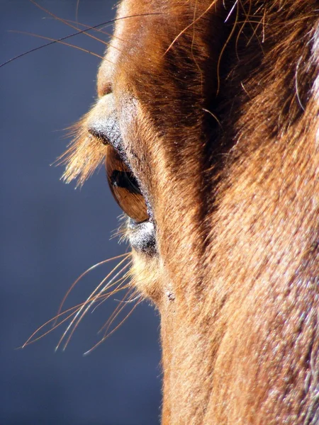 Hnědý kůň oko — Stock fotografie