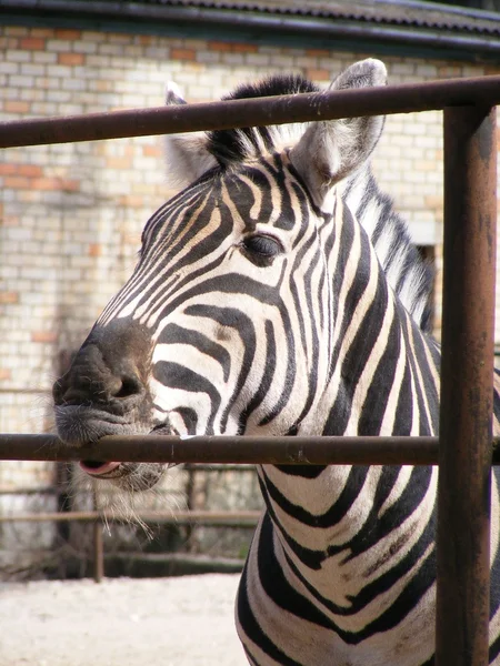 Zebra likken metalen hek — Stockfoto