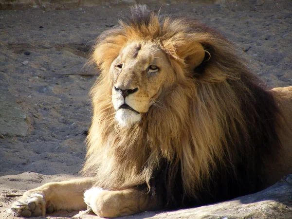 Lying lion portrait — Stock Photo, Image