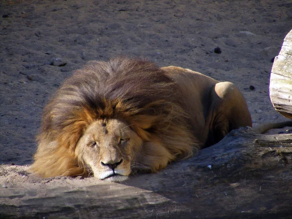 Ύπνου λιοντάρι — Φωτογραφία Αρχείου