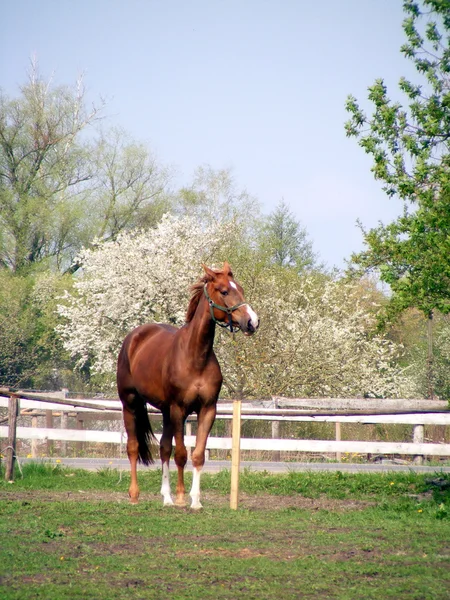 Hnědé sportovní koně na jaře — Stock fotografie