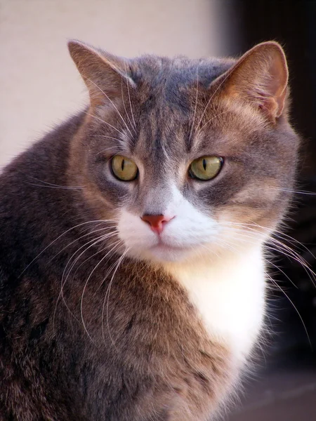 グレー猫の肖像 — ストック写真