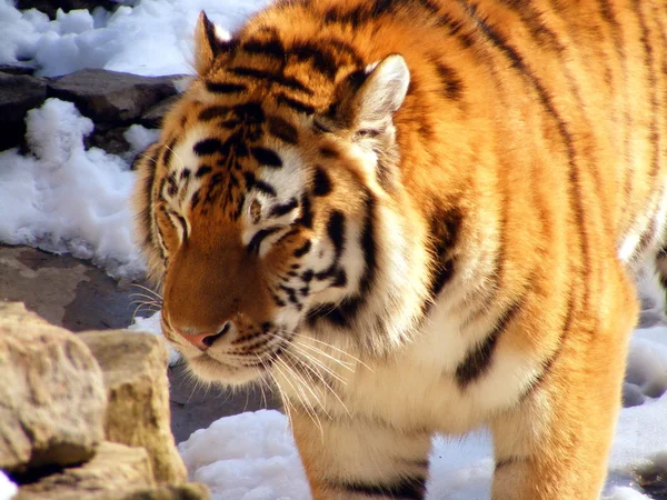 Tigre com olhos fechados — Fotografia de Stock