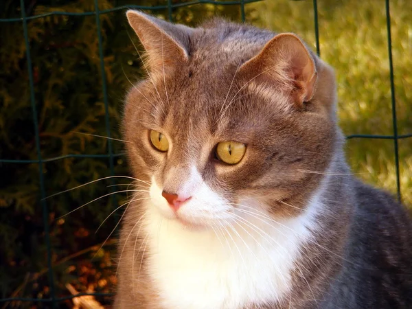 Szary portret kota — Zdjęcie stockowe