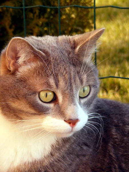 Ritratto gatto grigio — Foto Stock