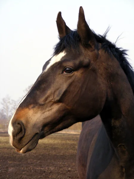 白のストライプを持つ黒い馬 — ストック写真