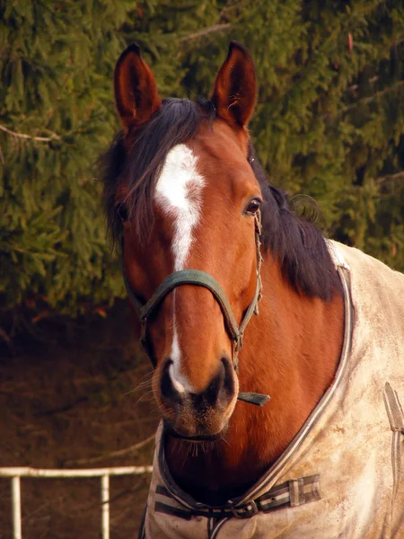 Bruin paard met witte streep — Stockfoto