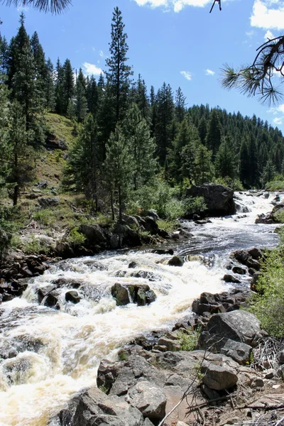 Piccolo fiume Salmone in Idaho — Foto Stock