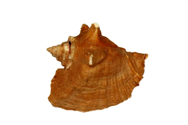 stock image Conch Shell