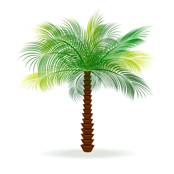 Palmupuu — vektorikuva
