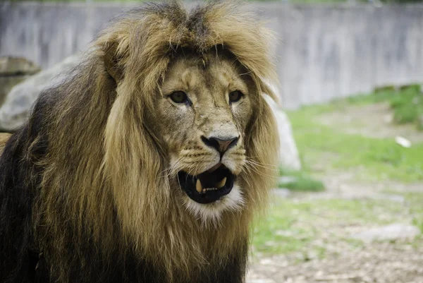 Hayvanat bahçesindeki aslan — Stok fotoğraf