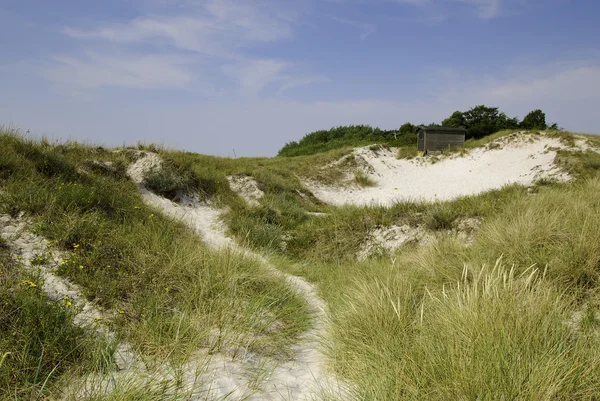 stock image Sand dunes in south Sweden