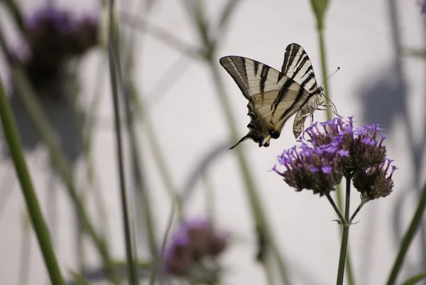 Nice motyl na kwiat — Zdjęcie stockowe