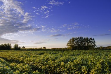 Early morning in a field in Prata di Pordenone (Italy) clipart