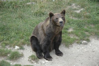 boz ayı oturuyor