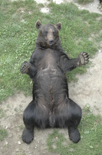 Brun björn liggande på rygg — Stockfoto