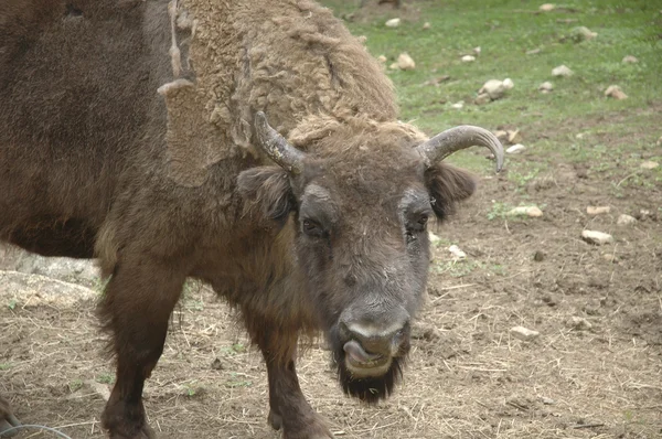 stock image Buffalo sticking out his tongue