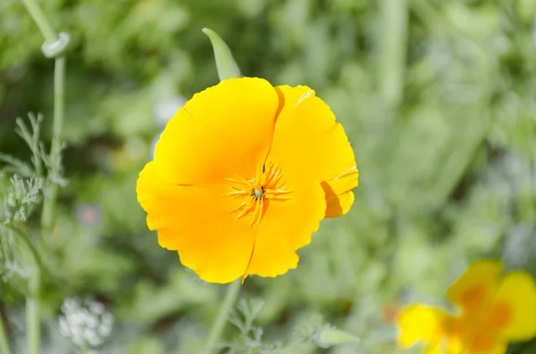 stock image Yellow flower fields