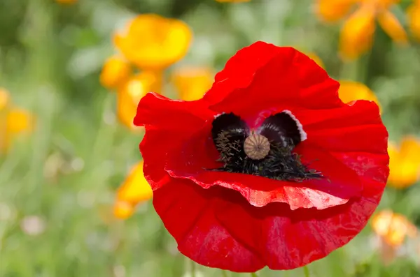 Poppy opened as a face — Stock Photo, Image