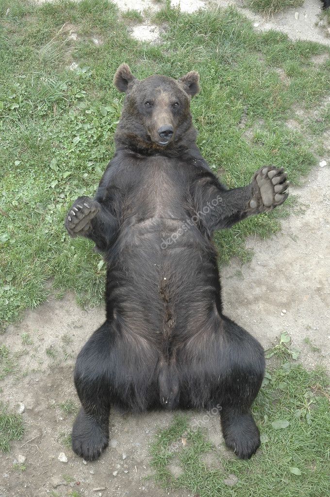 Brown Bear Lying On His Back Stock Photo Joeblack 5590148