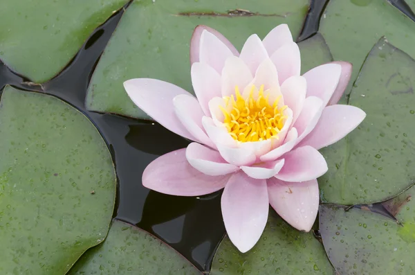 Pink and white water lily — Stock Photo, Image