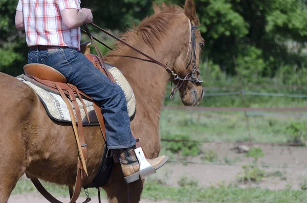 Cavalo a pé montado por um cavaleiro — Fotografia de Stock