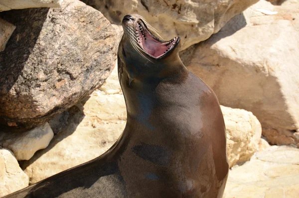 Sea lion with the mouth open — Stock Photo, Image