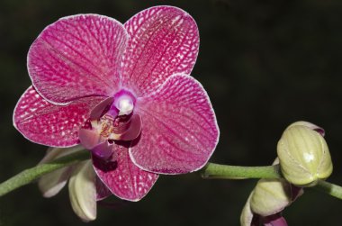 Mor siyah, phalaenopsis orkide