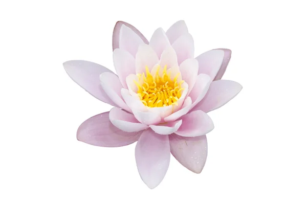 Lotus blomma på en vit bakgrund Royaltyfria Stockfoton